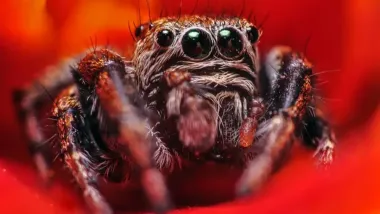 Пауки-вампиры, одержимые человеческой кровью, научились ловить сытых комаров