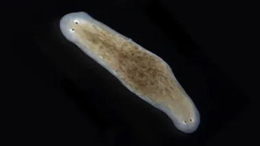 Не похоже ни на что иное: редкое существо производит потомство, перевернутое вверх тормашками