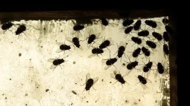 Запах разложения: почему у смерти такой насыщенный характерный аромат