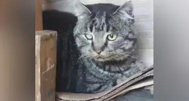 Кот самостоятельно эвакуировался из Донбасса в Черкассы: "Настолько хочет жить" (видео)