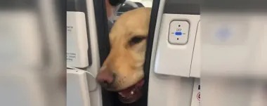 Женщина боялась лететь: собака успокоила ее во время полета (видео)