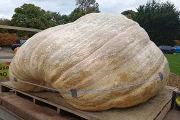 Близнюки виростили найбільший гарбуз на планеті: розмір і вага шокували (фото)