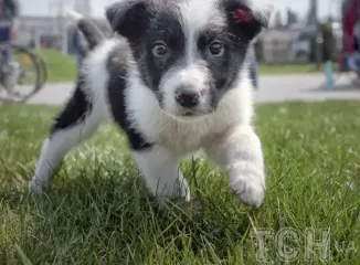 "Щенячья депрессия" накрывает владельцев собак — исследование показало неожиданные результаты