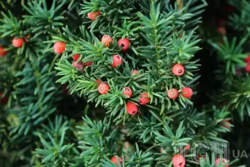 "Дерево смерти" в Украине: почему его занесли в Красную книгу и чем оно опасно