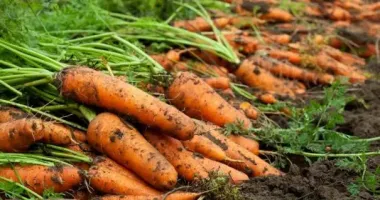 В Украине дорожает морковь: что стало причиной и какие цены в супермаркетах