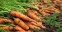 В Украине дорожает морковь: что стало причиной и какие цены в супермаркетах