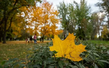 Осенняя погода без морозов: чего ждать украинцам сегодня