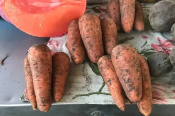 В Украине резко дорожает морковь: что стало причиной