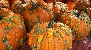 Тыквы, кабачки и цуккини скрывают токсичный секрет: что с ними не так