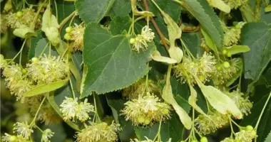 У Києві липові дерева вкрилися тисячами клопів: чи варто хвилюватися мешканцям