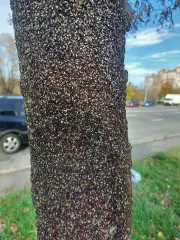 "Похоже на фильм ужасов": в Киеве заметили полчища необычных насекомых