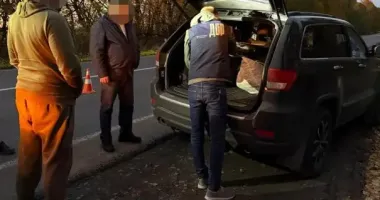 Незаконная вырубка дубов в шести областях: ГБР разоблачило масштабную схему экспорта древесины