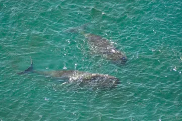 Раскрыт секрет самых долгоживущих млекопитающих в мире: что позволяет китам жить до 200 лет
