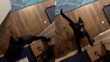 Женщина не успела вовремя покормить котенка: его реакция стала вирусной (видео)