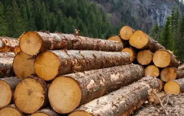 Украина запретила экспорт необработанной древесины