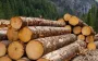 Україна заборонила експорт необробленої деревини