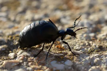 В Украине заметили токсичного жука: что это за насекомое и какую угрозу несет для человека (фото)