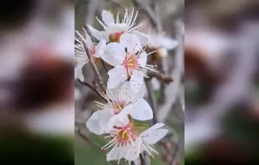На Одещині в листопаді зацвіла дика алича: фахівці назвали причину (відео)