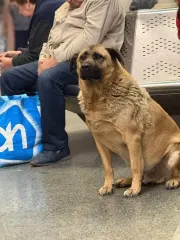 История Миши из "Теремков": пес больше не беспризорный, но в Сети новые споры