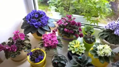 Ваші рослини задихаються від пилу: як правильно чистити листя, щоб вони дихали і росли здоровими