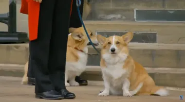 Были с Эндрю: что произойдет с корги покойной королевы, которые жили в поместье лишенного титулов принца