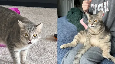 "Настоящее зло": кот покусал соседку по квартире — "месть" владелицы покорила сеть (фото)