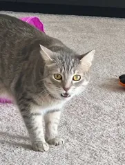 Женщина "наказала" кота за укус забавным способом: что она придумала (фото)