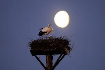 Бобровий супермісяць: коли спостерігати унікальне явище
