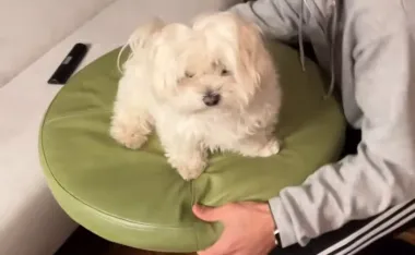 Особый ритуал: хозяйка собаки показала, как каждую ночь укладывает ее спать (видео)