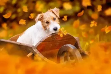 Будет аномально тепло: в Украину идет второе "бабье лето" — прогноз погоды от синоптиков