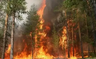 Russia conceals the extent of forest fires, - Ukrainian intelligence