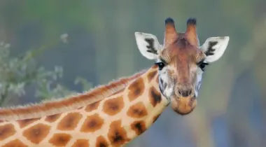 Почему у жирафов такие длинные ноги: моделирование предоставило неожиданный ответ (фото)