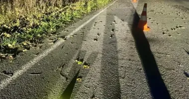 Смертельна ДТП на Житомирщині: іномарка влетіла в дерево, загинула 19-річна дівчина