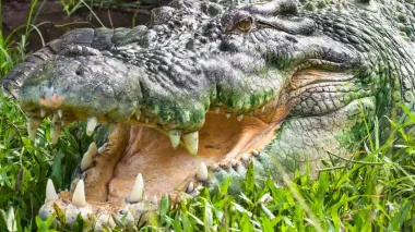 Самые грозные хищники в мире: названы животные, которых почти невозможно убить (фото)