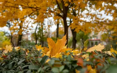 Без сюрпризов по температуре, зато с дождями: каким был октябрь в Киеве