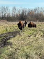 На Житомирщине заметили двух краснокнижных животных (фото)