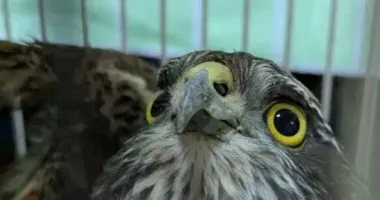 На Дніпропетровщині рятують птаха, який збив російський дрон: тепер пернатий ППО потребує допомоги небайдужих