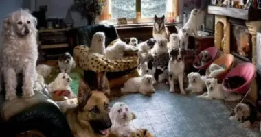 Жительницу Тернополя оштрафовали за содержание 15 собак в квартире