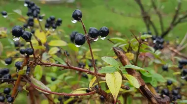 У середу в Україні подекуди дощитиме, надалі – без опадів