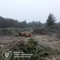 Екоцид на Житомирщині: двоє посадовців отримали підозри за незаконну рубку 2600 дерев, збитки – 14,6 млн грн