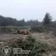 Экоцид в Житомирской области: двое чиновников получили подозрения за незаконную рубку 2600 деревьев, убытки – 14,6 млн грн