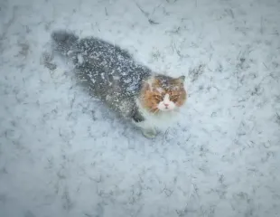 Синоптик попередив про сніг та морози: коли в Україні значно похолодає