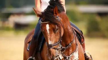 Морда в мыле: ученые рассказали, почему потеющие лошади покрываются "мыльной пеной"