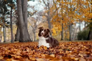 Як довго треба гуляти з собакою, щоб він залишався здоровим — відповідь ветеринарки