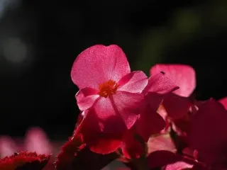 Цветы, защищающие дом от зла и негатива