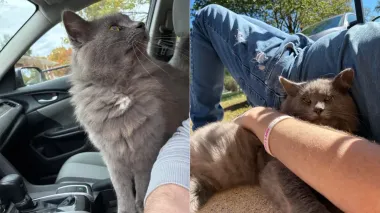 Бродячий кот ни к кому не подходил, но спустя 8 месяцев все изменилось (фото)