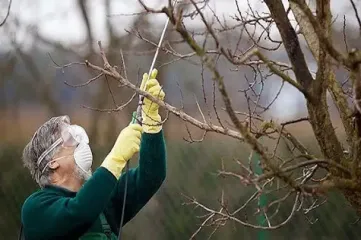 Експерт розповів, що обов’язково потрібно зробити зараз в саду: дві важливі обробки дерев