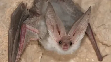 "Кровосос" пустыни Каракумы "воскрес" спустя 55 лет: более полувека вид считался вымершим (видео)