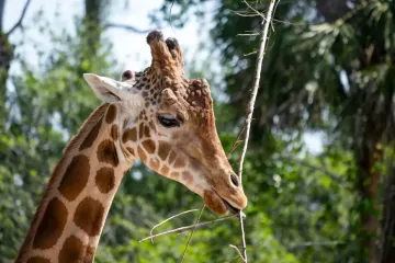 Попытки людей спасти жирафов обречены на провал: большинство из них оказались гибридами