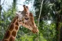 Попытки людей спасти жирафов обречены на провал: большинство из них оказались гибридами